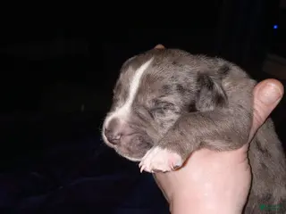 Daniff dogs CREED-Daniff Puppy 3 - Ad 5