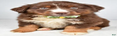 Felix