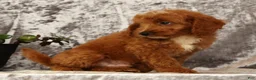 Mini Goldendoodle dogs for sale: Turbo - Ad 9