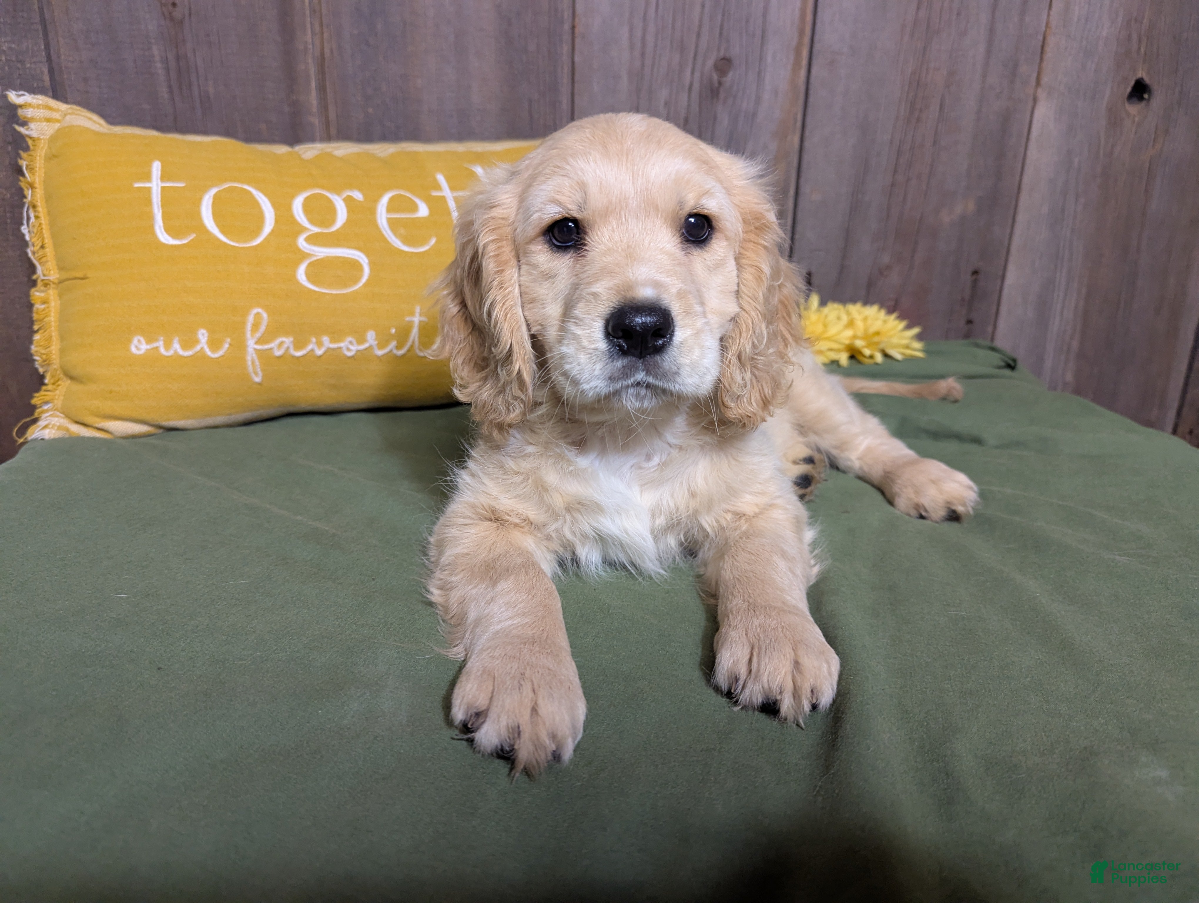 Mixed Breed dogs Jett - Ad 1