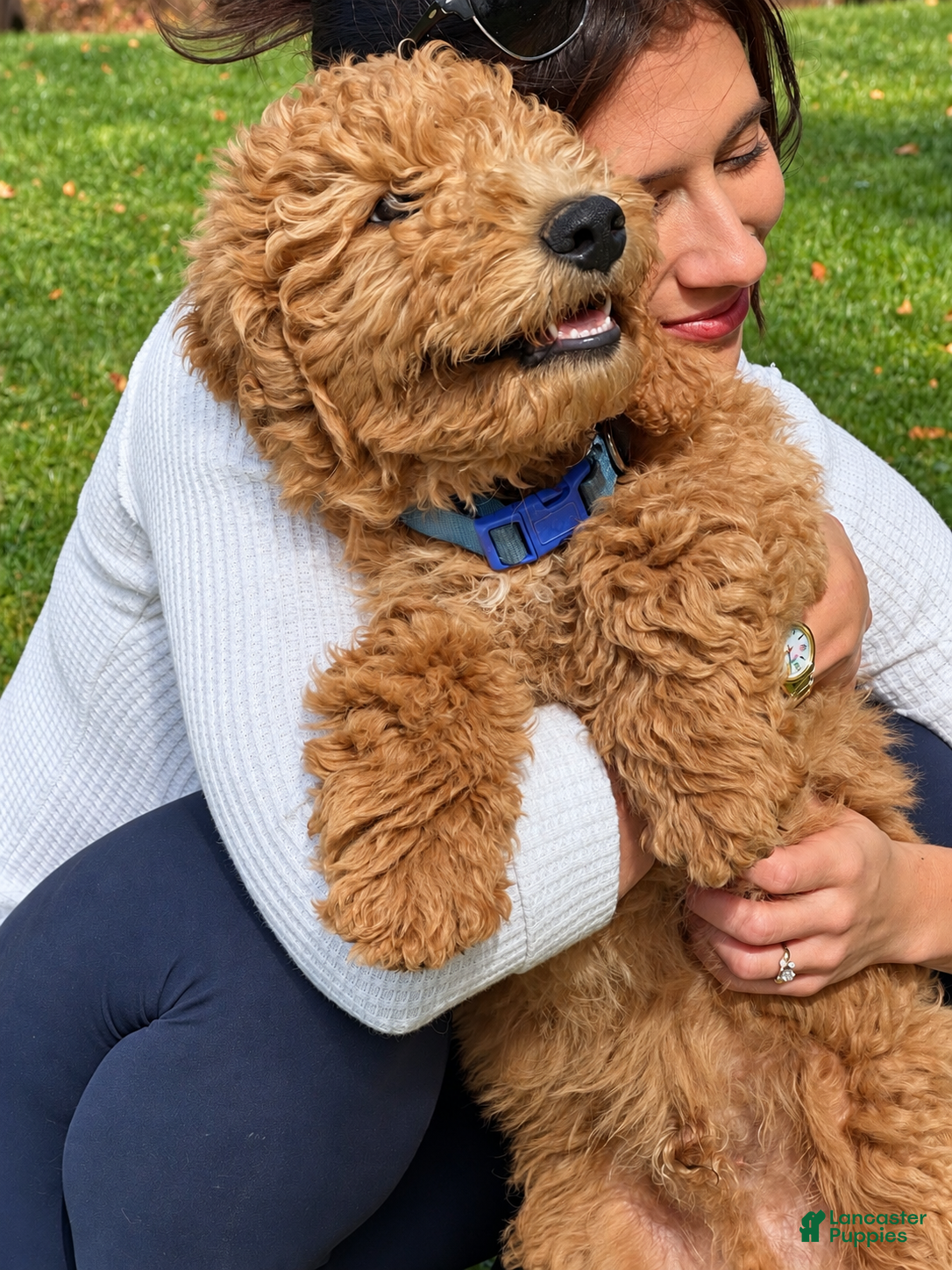 Goldendoodle dogs for sale: Owen von BridleWoof  - Ad 19