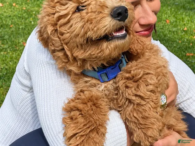 Goldendoodle dogs for sale: Owen von BridleWoof - Ad 19