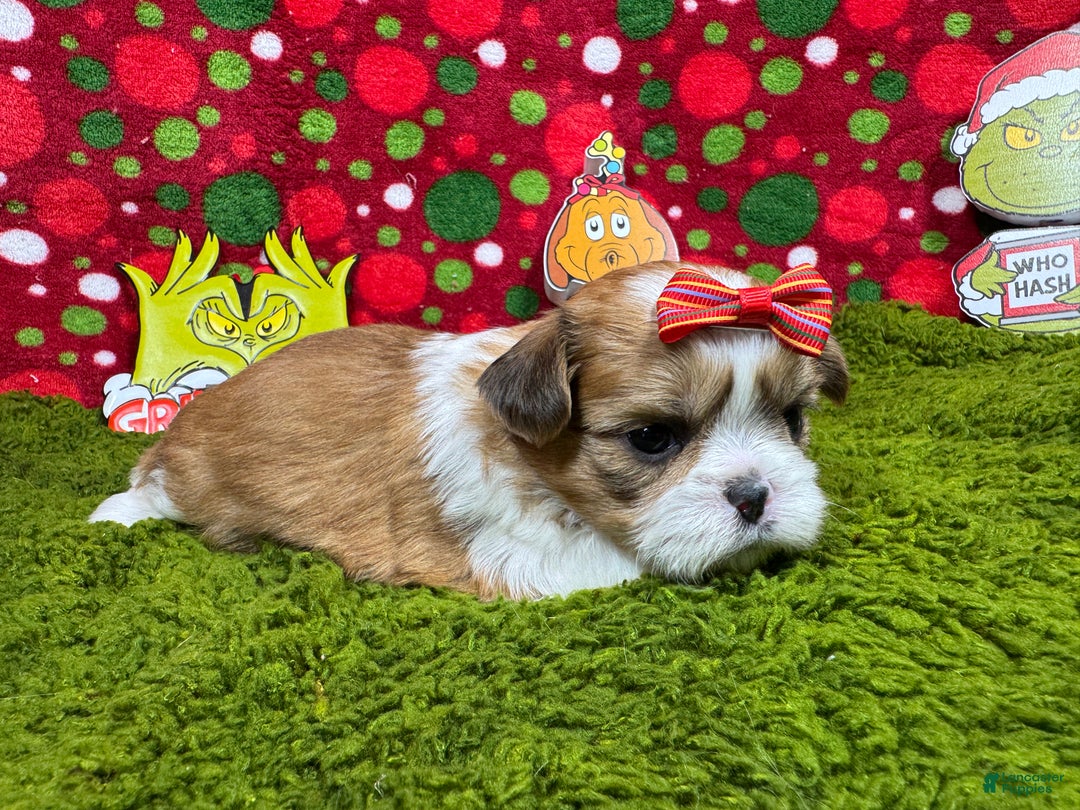 Shih Tzu dogs for sale: Shih Tzu Puppy 4 - Ad 2