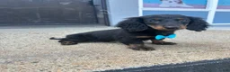 Miniature Dachshund dogs for sale: Miniature Dachshund 2 - Ad 3