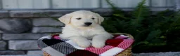 Golden Retriever dogs for sale: Bruno - Ad 3