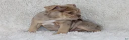 English Bulldog dogs for sale: Kacy - Ad 3