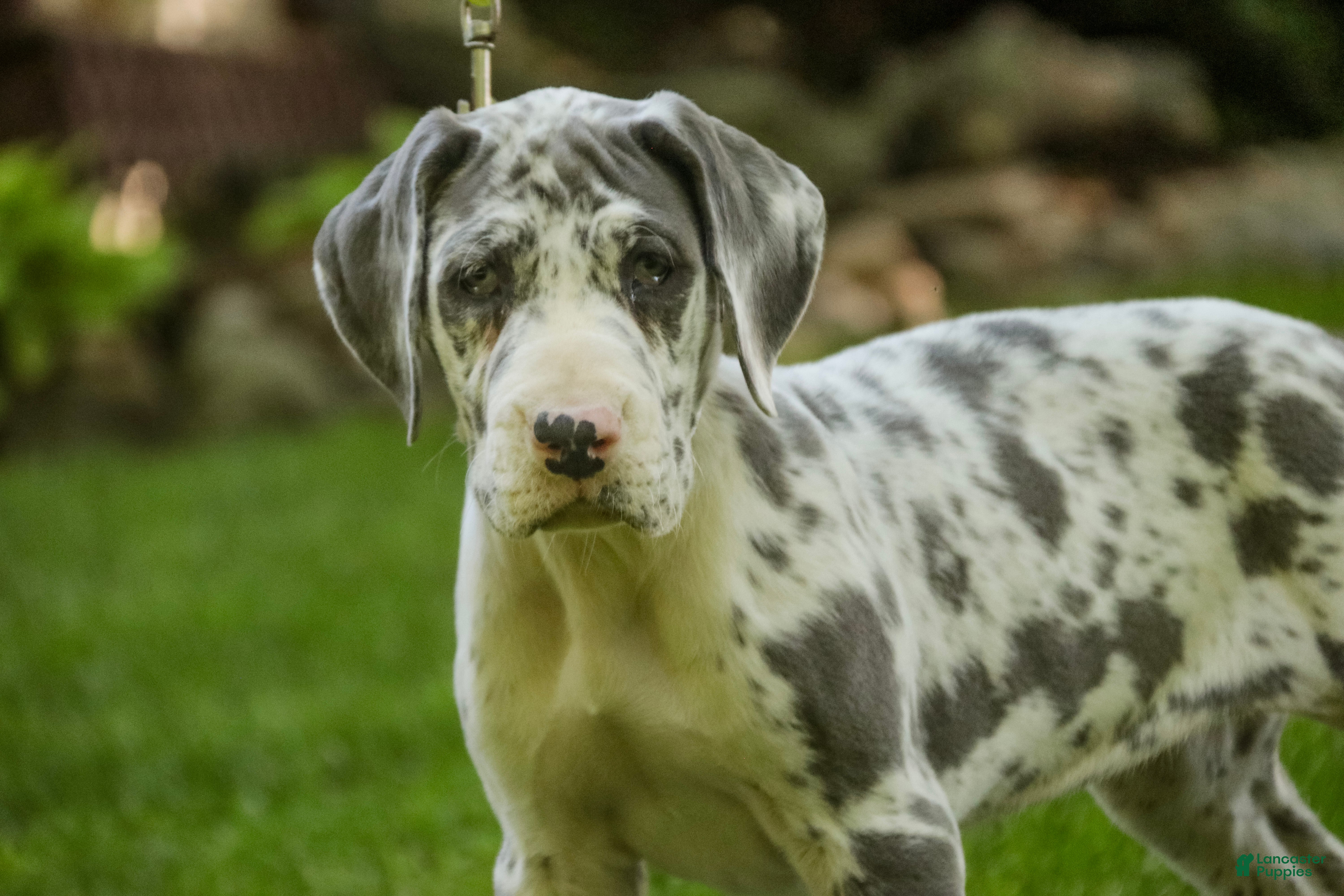 Great Dane dogs Stella - Ad 1