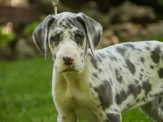 Great Dane dogs for sale: Stella - Ad 4