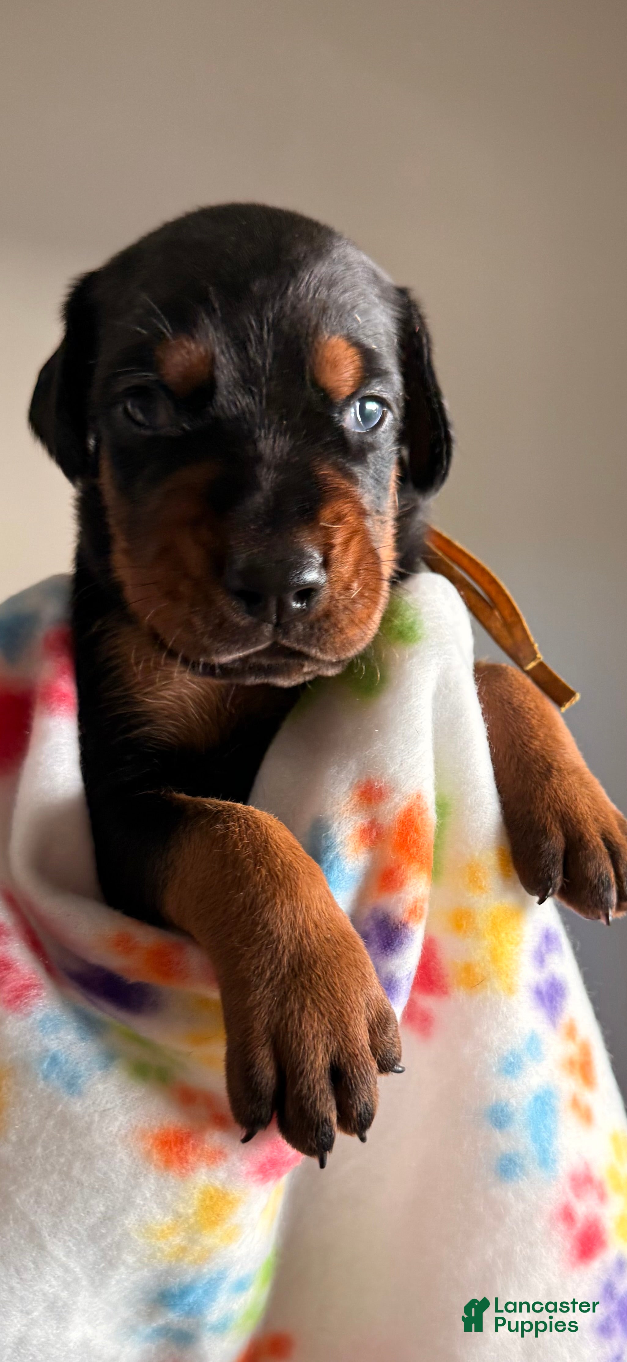 Doberman Pinscher dogs Orion-Yellow Collar - Ad 21