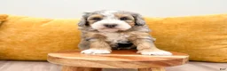 Mini Bernedoodle dogs for sale: Ashley - Micro Mini - Ad 6