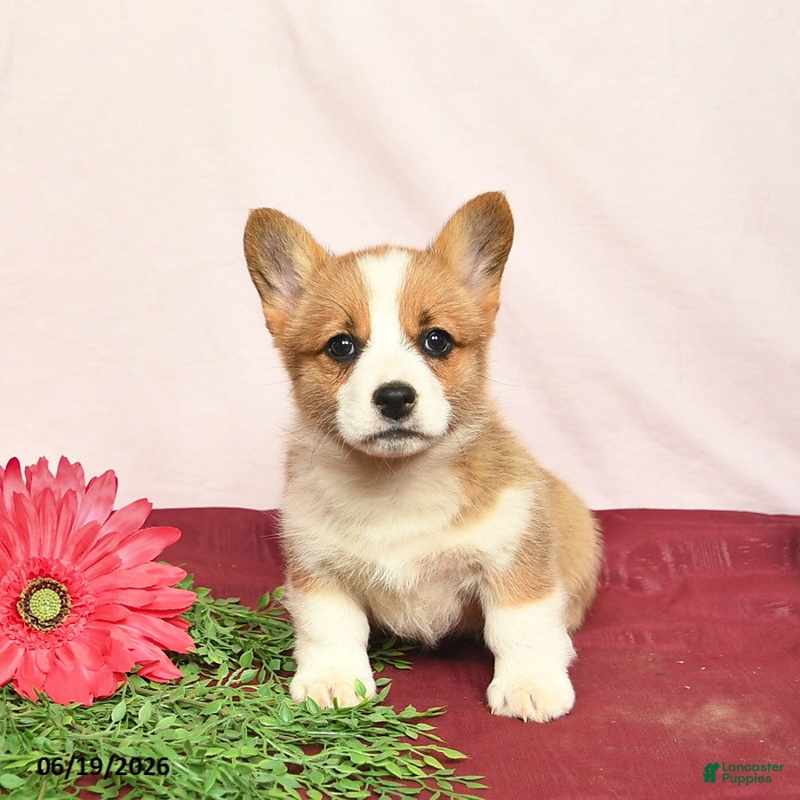 Welsh Corgi Pembroke dogs Tango - Ad 1