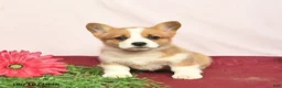 Welsh Corgi Pembroke dogs for sale: Tango - Ad 1