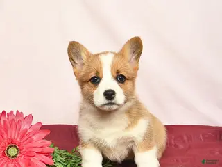 Welsh Corgi Pembroke dogs for sale: Tango - Ad 1