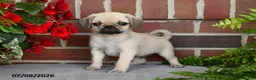 Puggle dogs for sale: Frappe - Ad 3