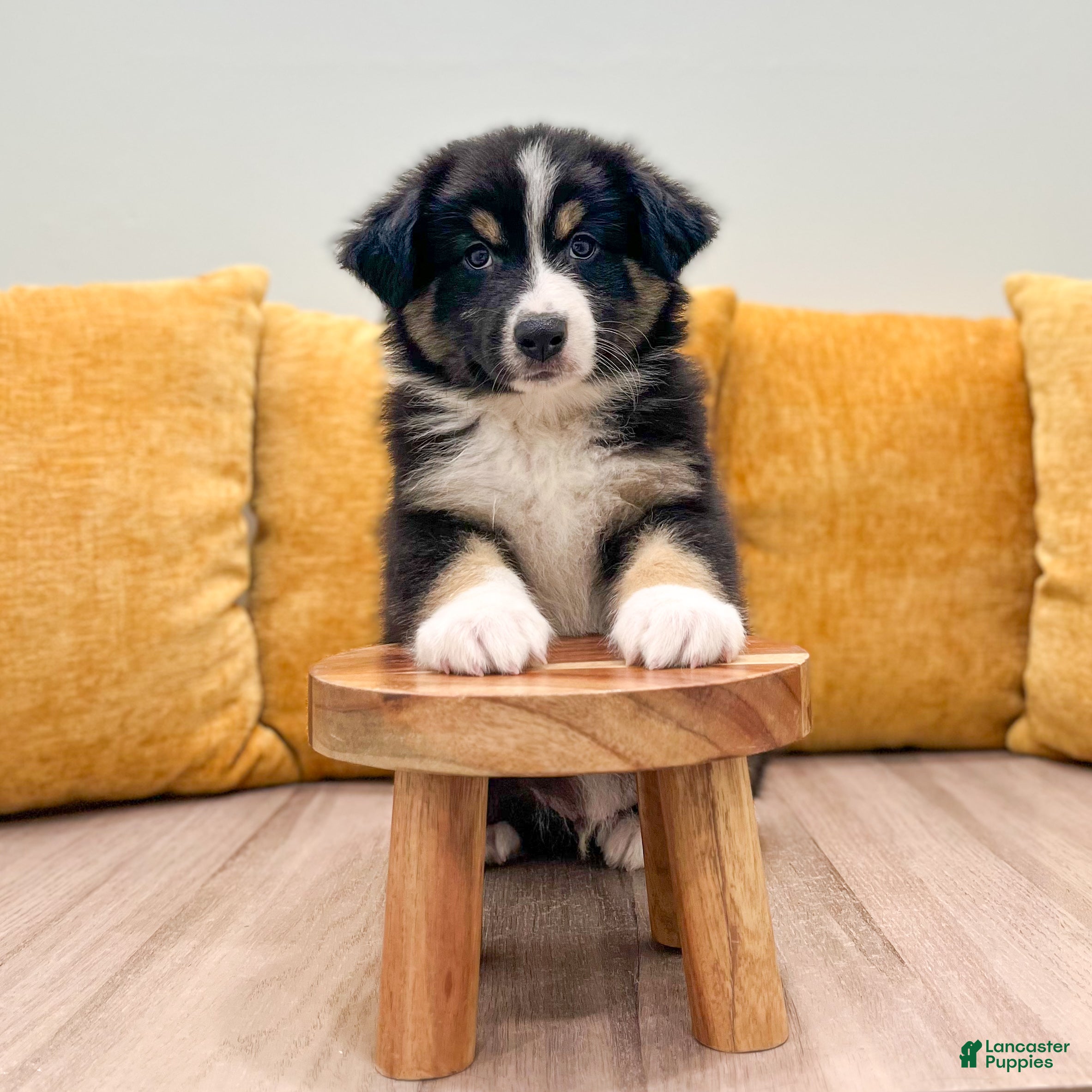 Australian Shepherd dogs Cole - Ad 2