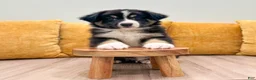 Australian Shepherd dogs for sale: Cole - Ad 2
