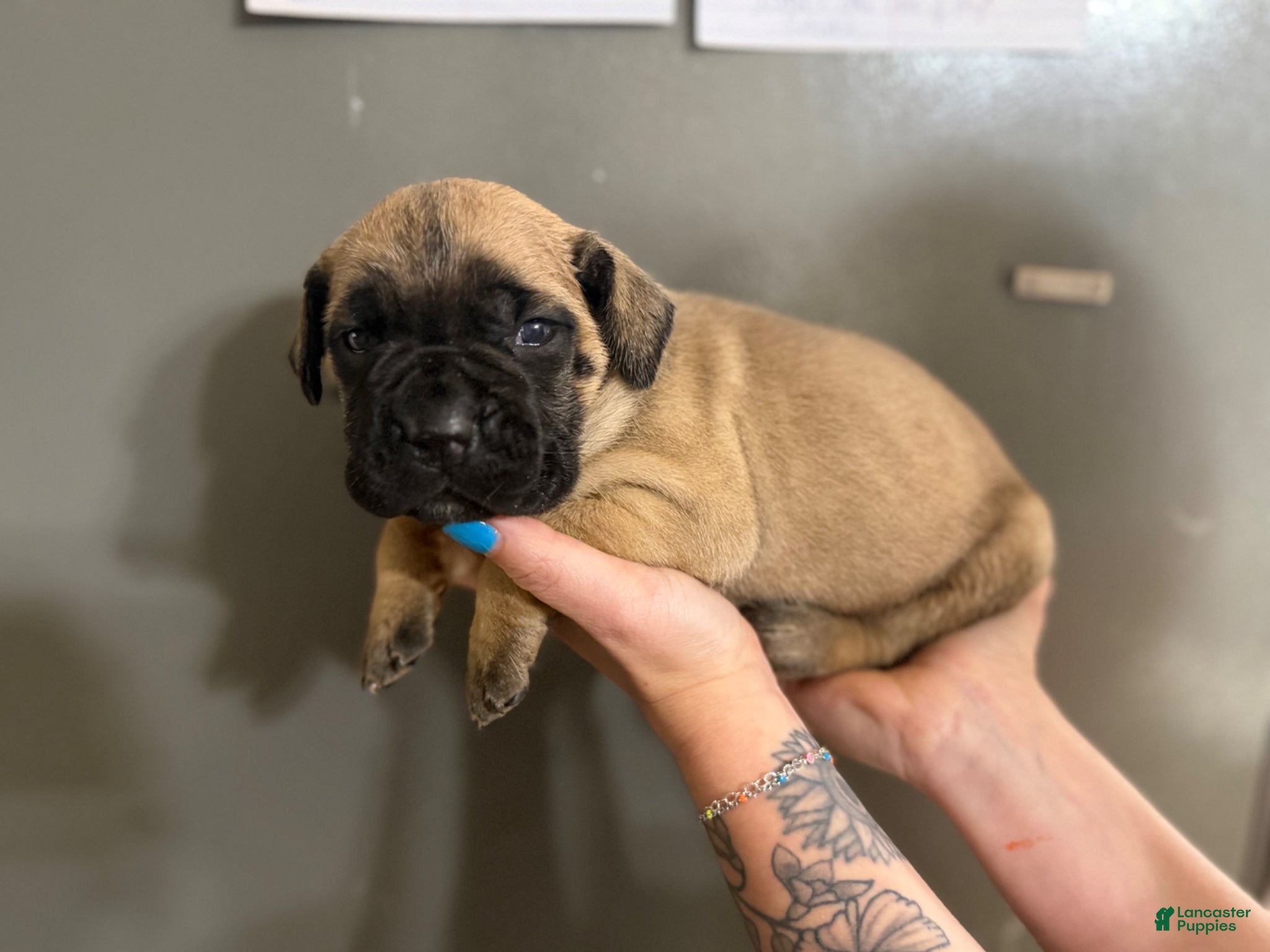 Cane Corso dogs DIESEL  - Ad 18