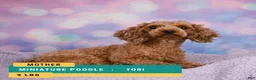 Miniature Poodle dogs for sale: Adam - Ad 8
