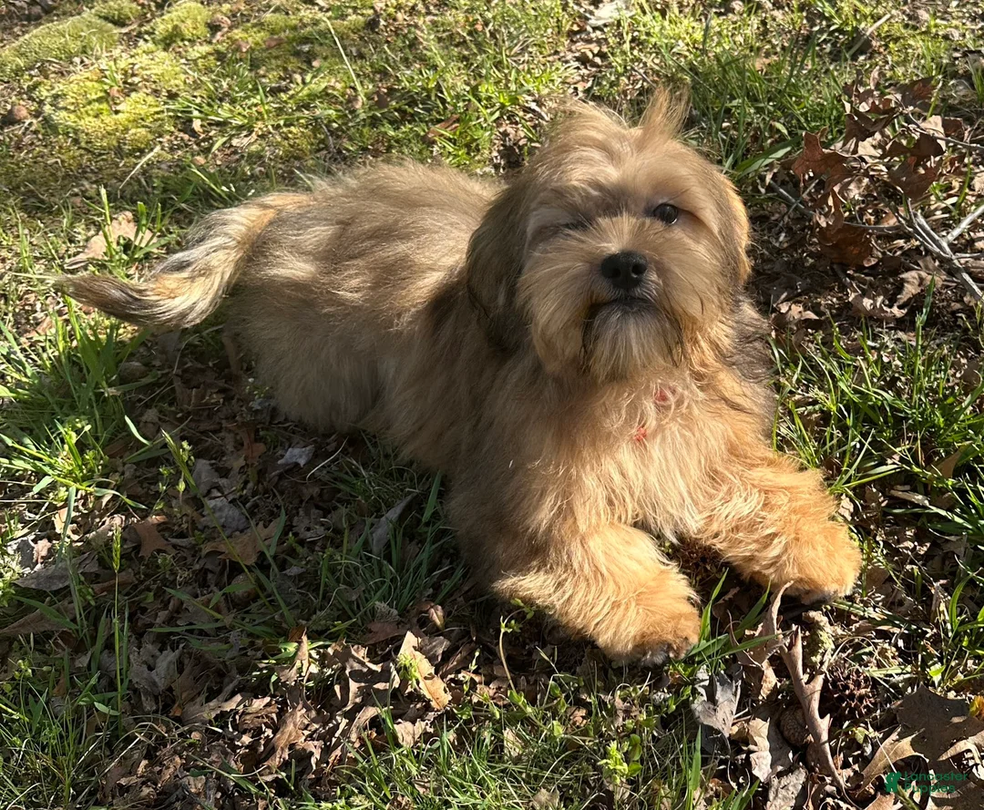 Mixed Breed dogs for sale: Buddy - Ad 10