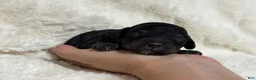 Toy Poodle dogs for sale: Nova - Ad 10