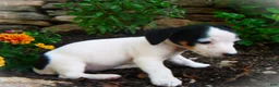 Jack Russell Terrier dogs for sale: Caddie - Ad 3