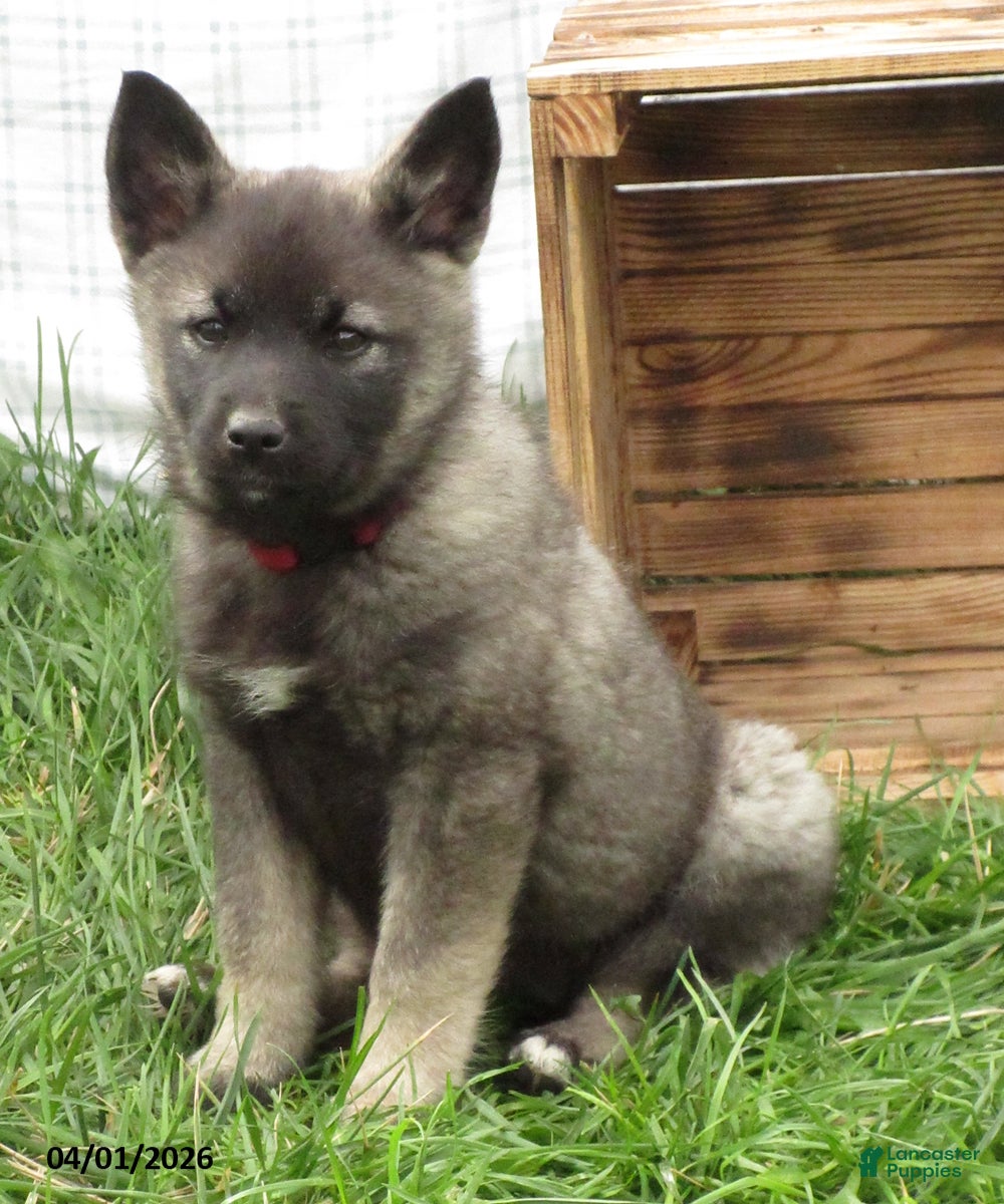 Norwegian Elkhound dogs Violet - Ad 1