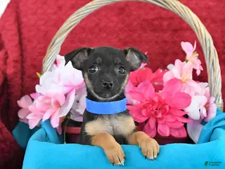 Chihuahua dogs for sale: Moose - Ad 4