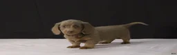 Dachshund dogs for sale: Max - Ad 9