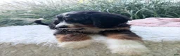 Bernedoodle dogs for sale: Lucy - Ad 7