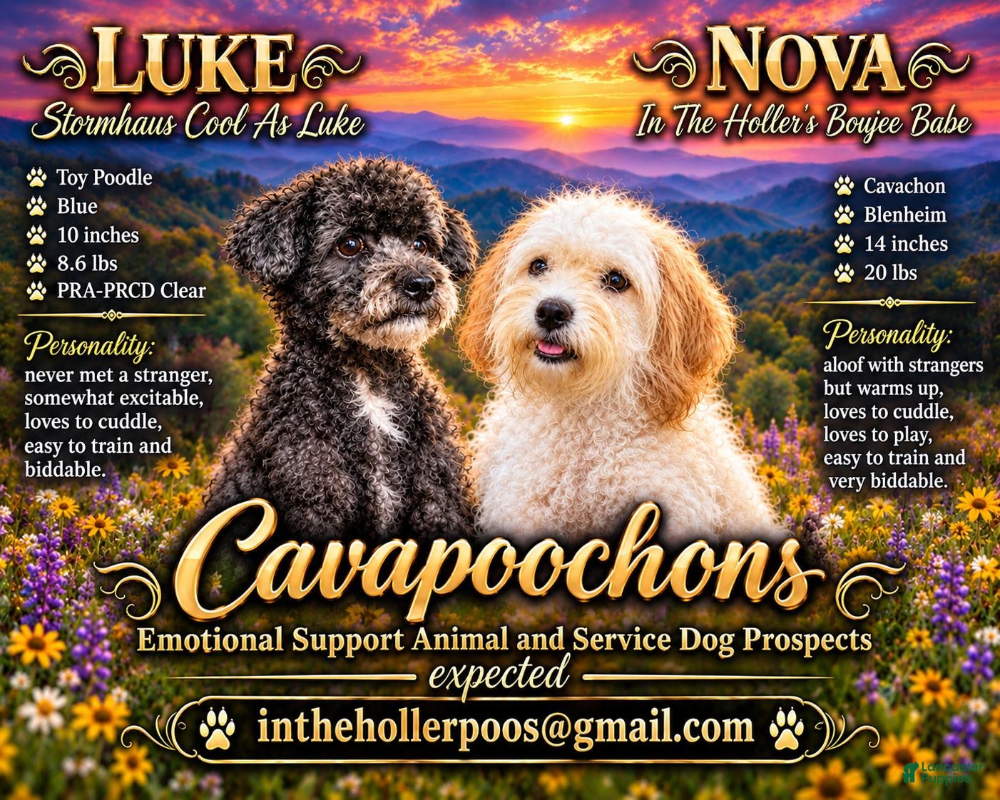 Cavapoochon dogs for sale: Cavapoochon 1 - Ad 4