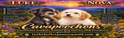 Cavapoochon dogs for sale: Cavapoochon 1 - Ad 1