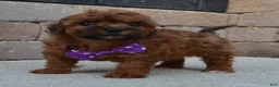 Shihpoo dogs for sale: Snickers - Ad 7