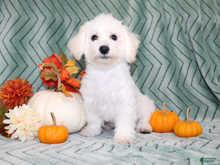 Bichon Frise dogs - Ad 10