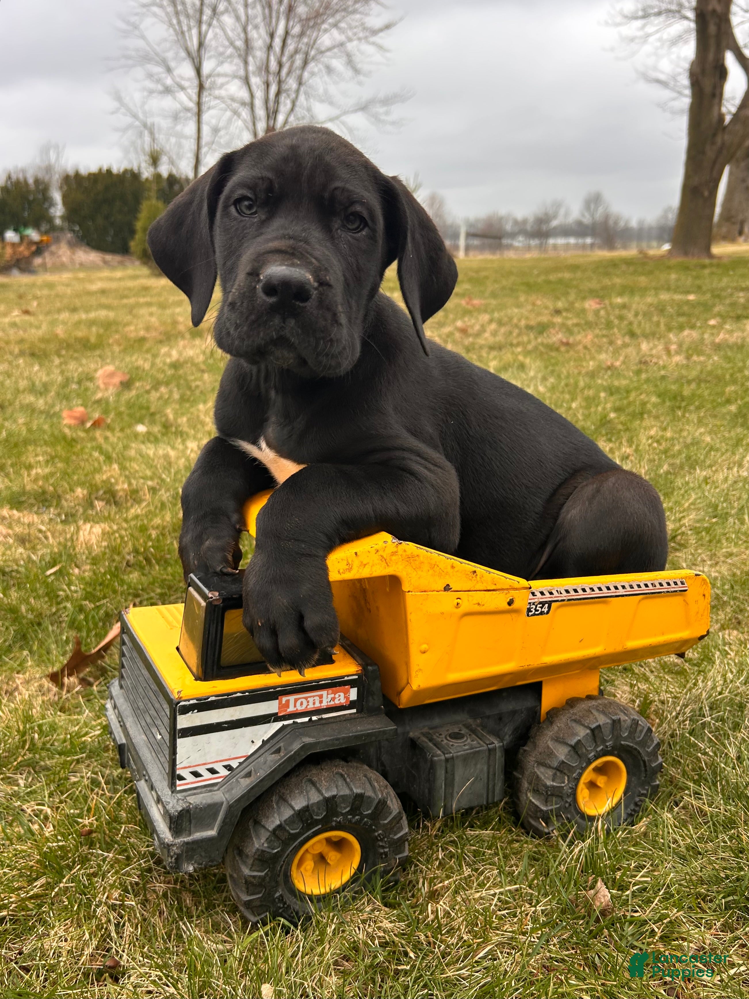 Great Dane dogs Remington - Ad 1