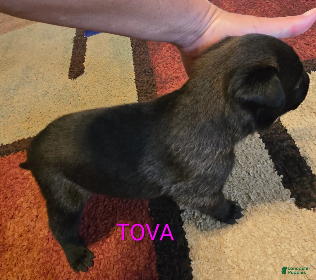 Belgian Malinois dogs for sale: Belgian Malinois 3 - Ad 2
