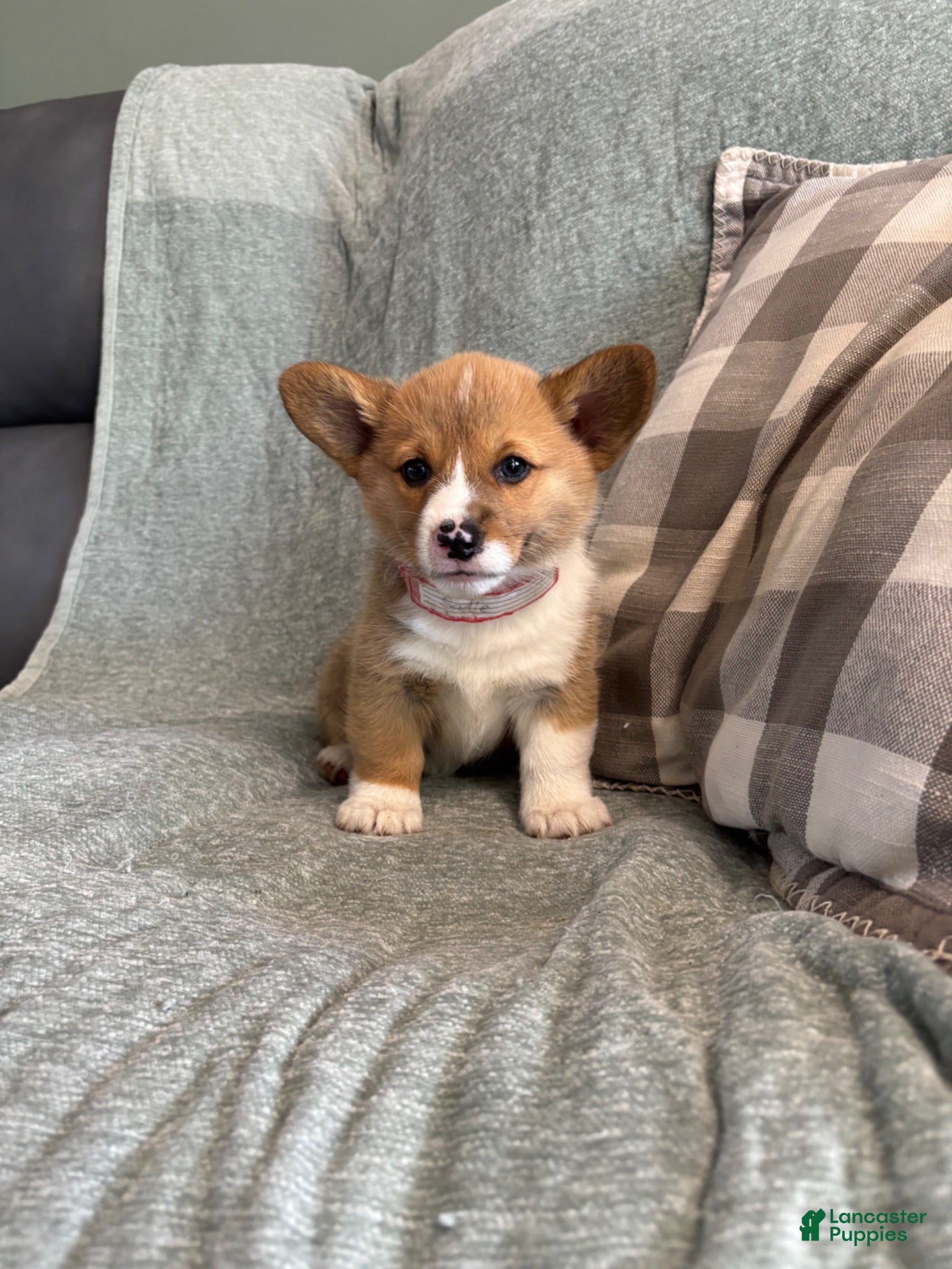 Welsh Corgi Pembroke dogs Welsh Corgi Pembroke 6 - Ad 1