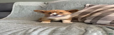Welsh Corgi Pembroke 6