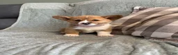 Welsh Corgi Pembroke dogs for sale: Welsh Corgi Pembroke 6 - Ad 1