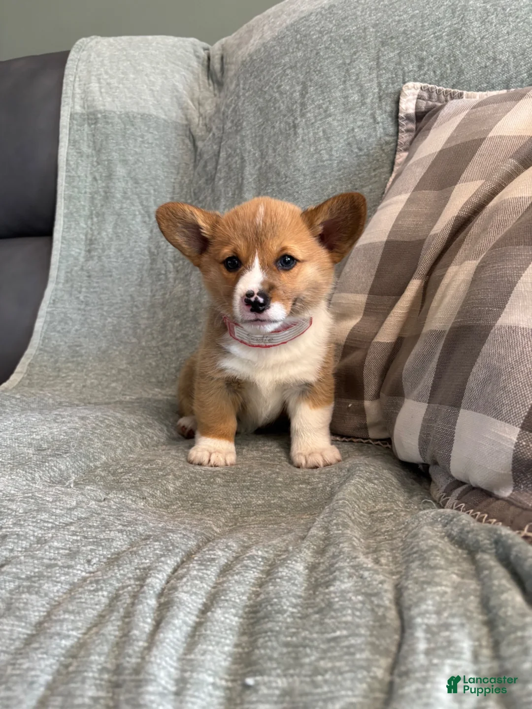 Welsh Corgi Pembroke dogs for sale: Welsh Corgi Pembroke 6 - Ad 1