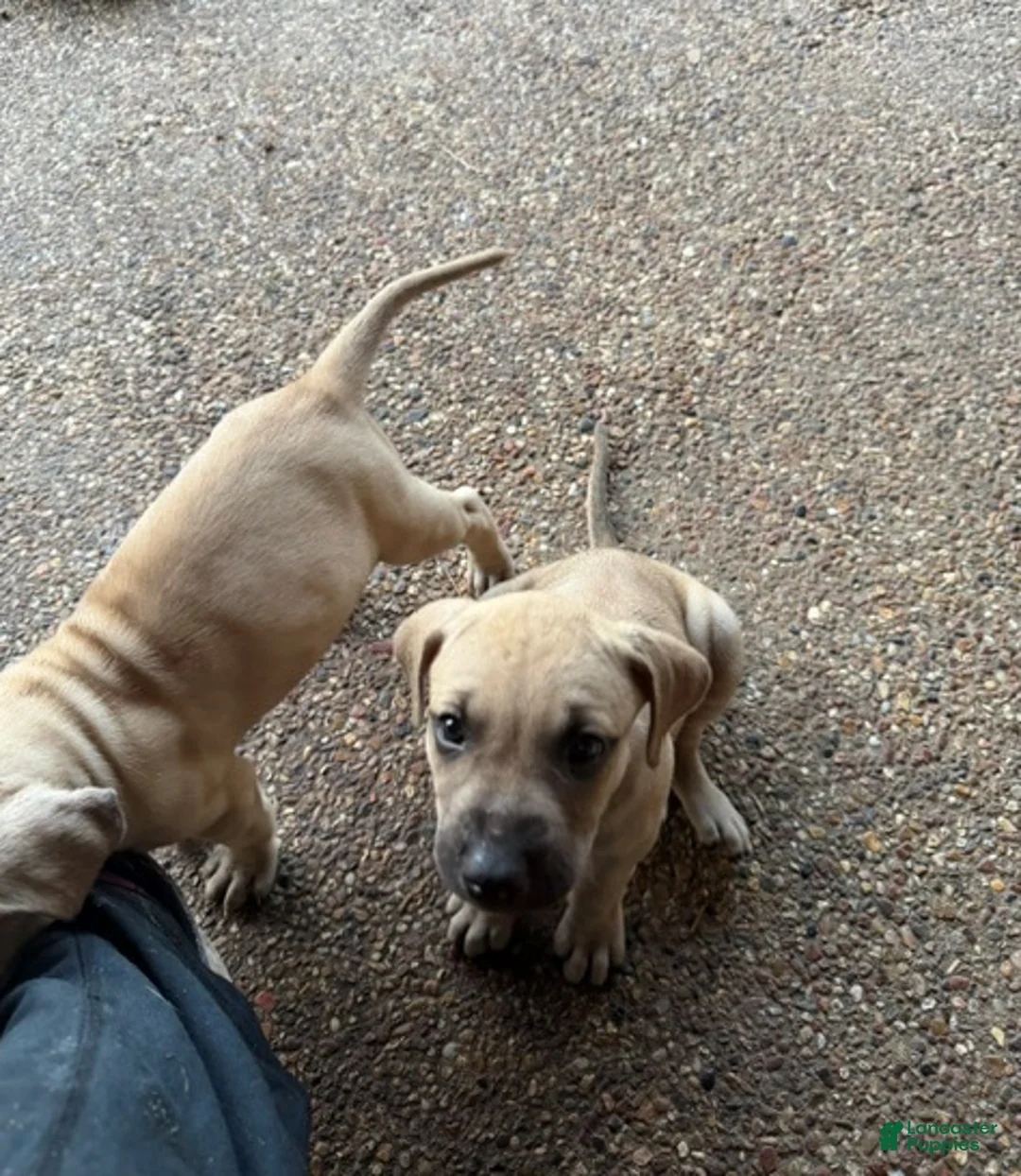 Black Mouth Cur dogs for sale: Black Mouth Cur 5 - Ad 1