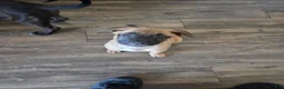 Mixed Breed dogs for sale: Koko - Ad 3