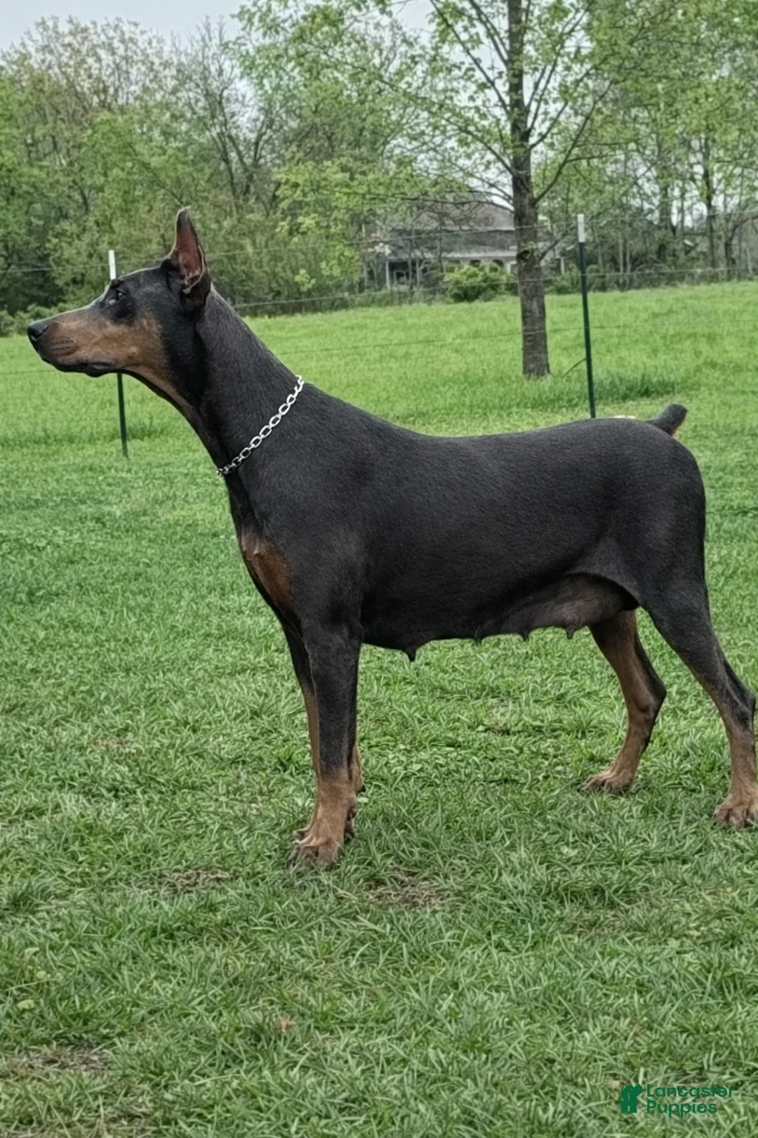 Doberman Pinscher dogs for sale: Doberman Pinscher Puppy 6 - Ad 2