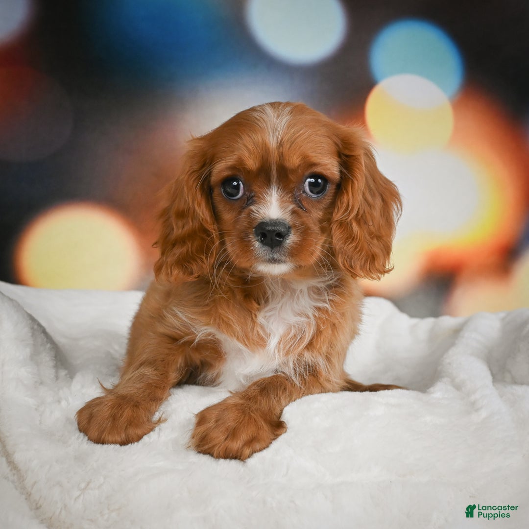 Cavalier King Charles Spaniel dogs for sale: Candy - Ad 11