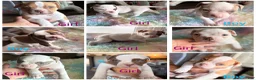 American Bulldog dogs for sale: American Bulldog Puppy 8 - Ad 3
