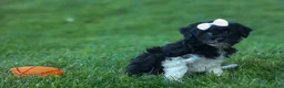 Havapoo dogs for sale: OWEN - Ad 12