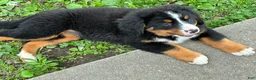 Bernese Mountain Dog dogs for sale: Bernese Mountain Dog Puppy 2 - Ad 4