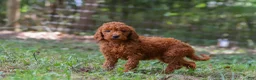 Goldendoodle dogs for sale: Maggie - Ad 4