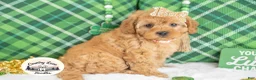 Cavapoo dogs for sale: Bailey - Ad 2