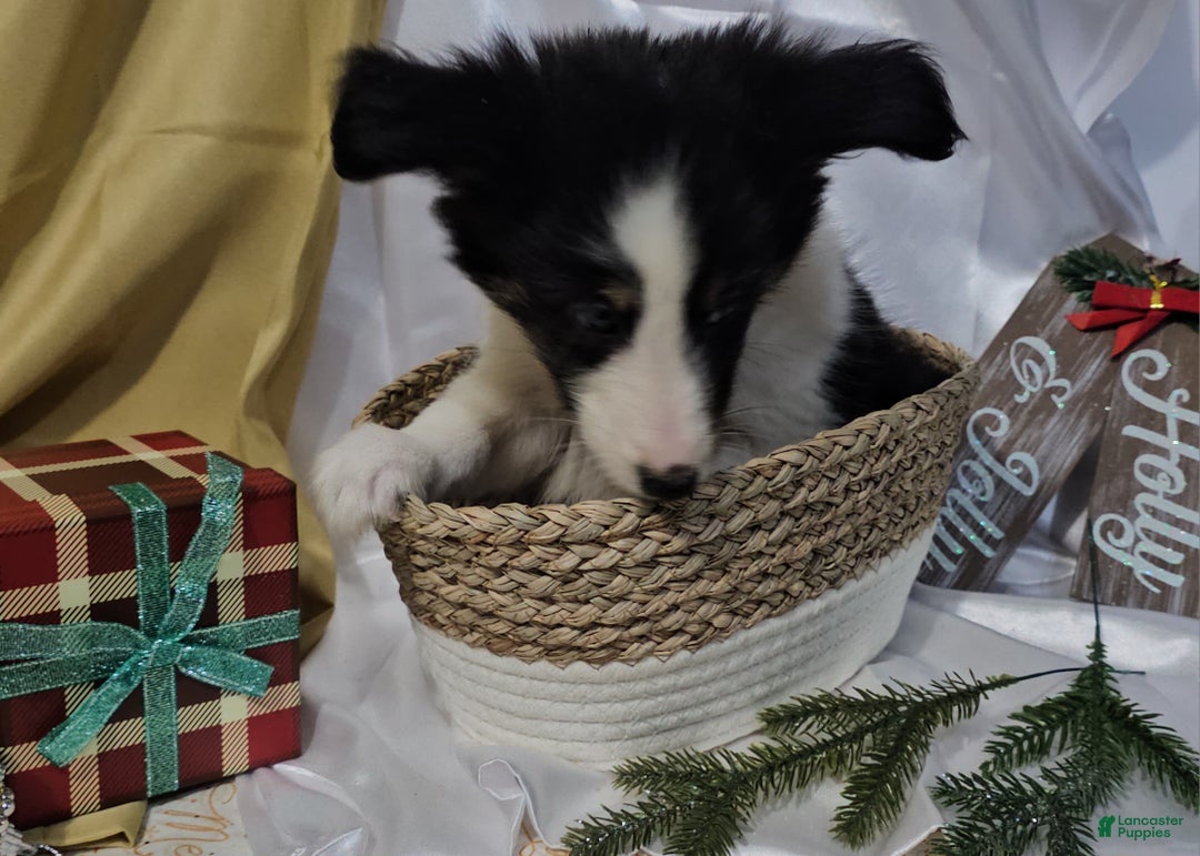 Shetland Sheepdog dogs for sale: Frosty - Ad 2