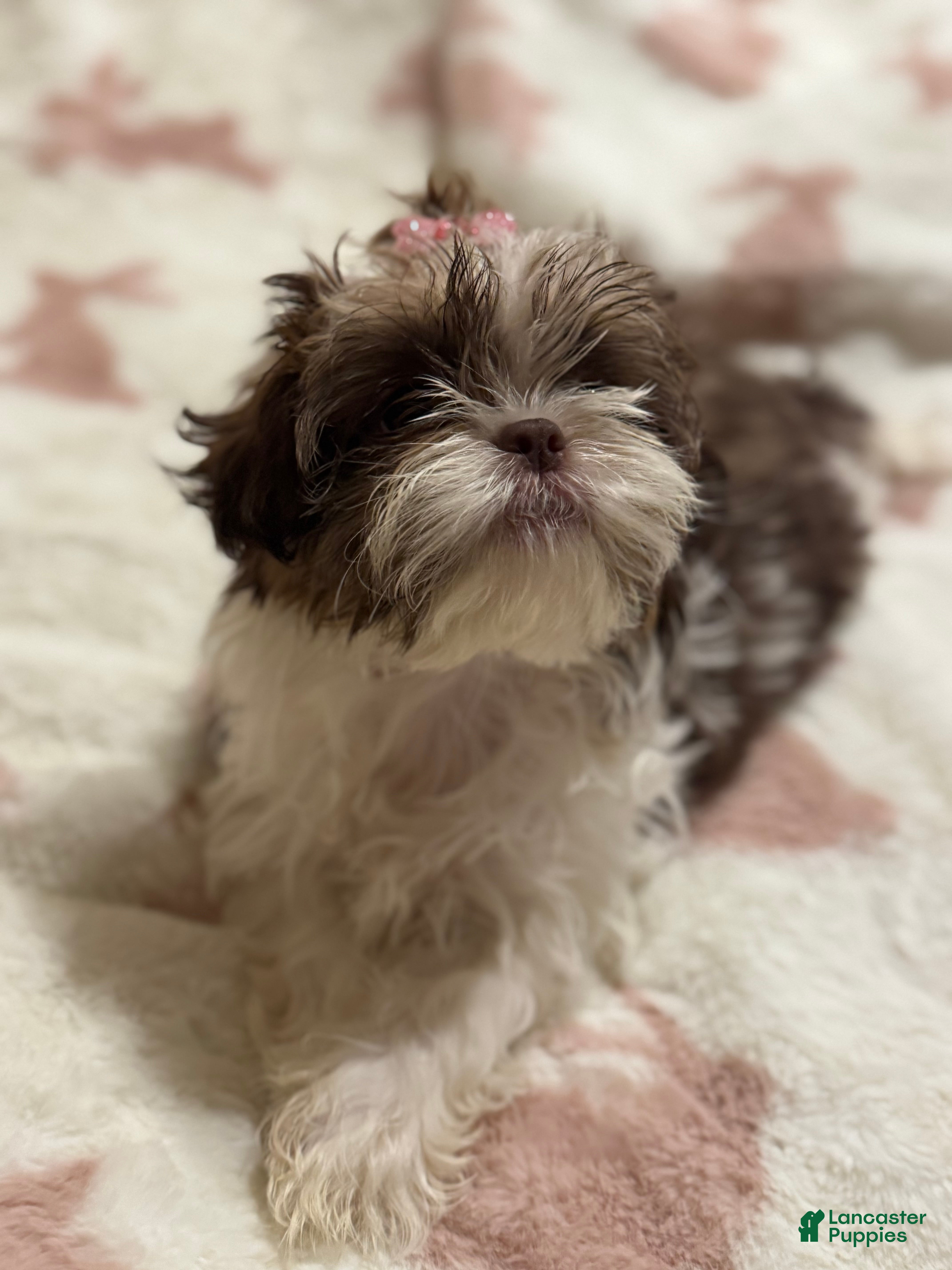 Teddy Bear dogs Teddy Bear Puppy 1 - Ad 16